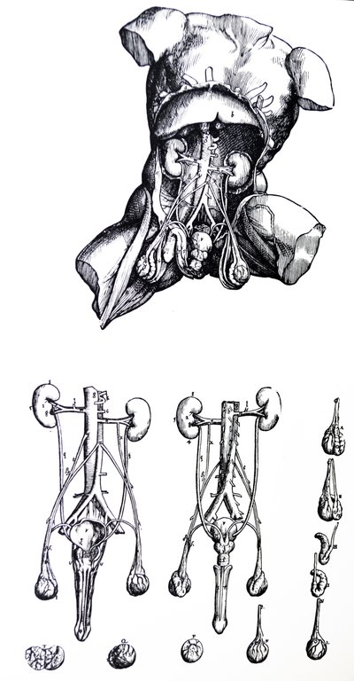 Pladerne fra den femte bog af De Humani Corporis Fabrica af Andreas Vesalius