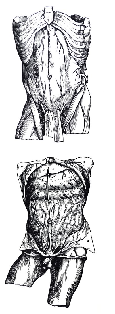 Pladerne fra den femte bog af De Humani Corporis Fabrica af Andreas Vesalius