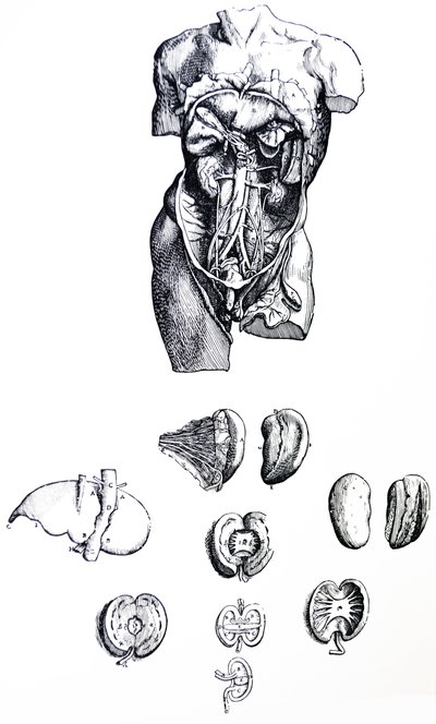 Pladerne fra den femte bog i De Humani Corporis Fabrica af Andreas Vesalius