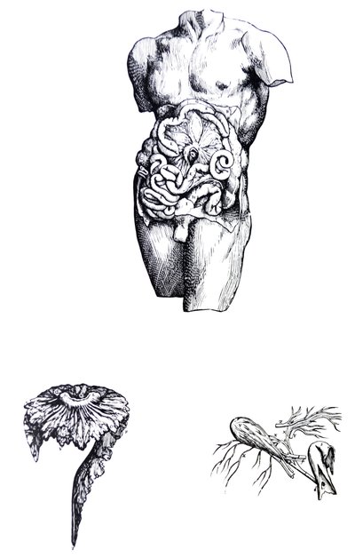 Pladerne fra den femte bog i De Humani Corporis Fabrica af Andreas Vesalius