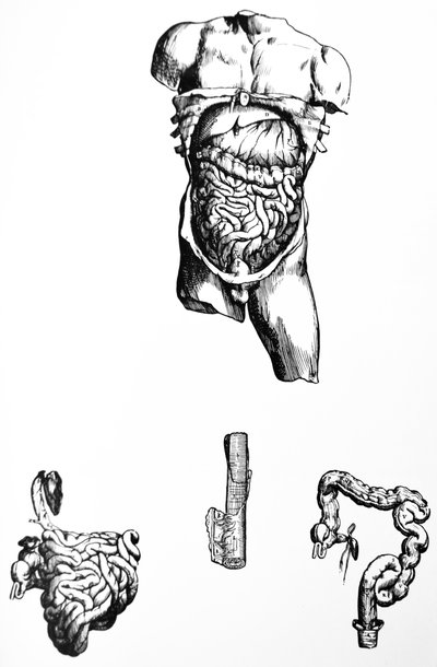 Pladerne fra den femte bog af De Humani Corporis Fabrica af Andreas Vesalius