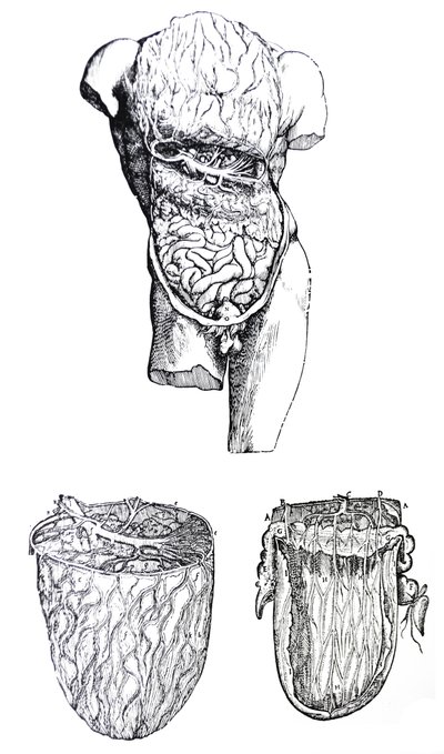 Pladerne fra den femte bog af De Humani Corporis Fabrica af Andreas Vesalius