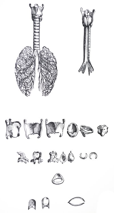 Pladerne fra den første bog i De Humani Corporis Fabrica af Andreas Vesalius