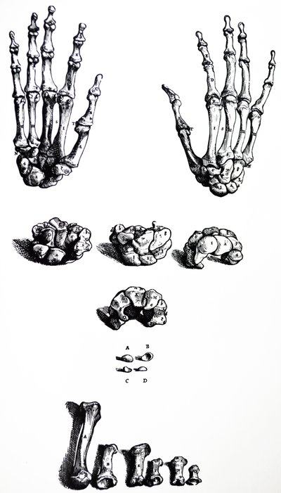 Pladerne fra den første bog af De Humani Corporis Fabrica af Andreas Vesalius