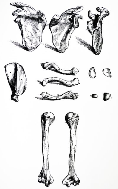 Pladerne fra den første bog af De Humani Corporis Fabrica af Andreas Vesalius