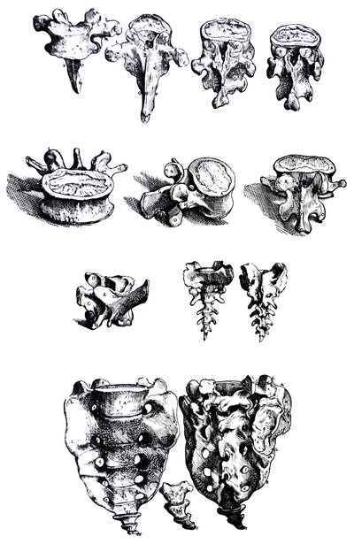 Pladerne fra den første bog i De Humani Corporis Fabrica af Andreas Vesalius