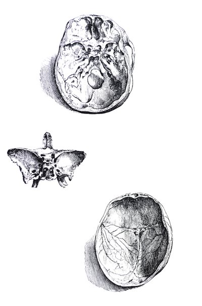 Pladerne fra den første bog af De Humani Corporis Fabrica af Andreas Vesalius