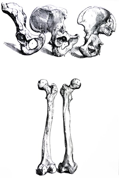 Pladerne fra den første bog af De Humani Corporis Fabrica af Andreas Vesalius