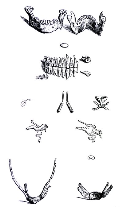 Pladerne fra den første bog i De Humani Corporis Fabrica af Andreas Vesalius
