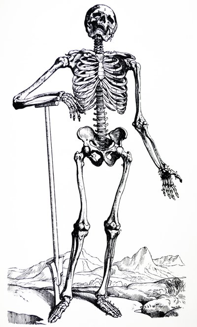 Pladerne fra den første bog af De Humani Corporis Fabrica af Andreas Vesalius
