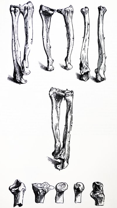 Pladerne fra den første bog af De Humani Corporis Fabrica af Andreas Vesalius