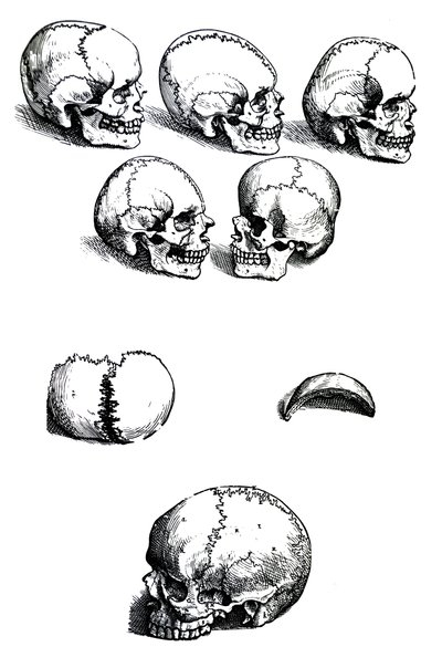 Pladerne fra den første bog af De Humani Corporis Fabrica af Andreas Vesalius, (1514-1564) af Andreas Vesalius