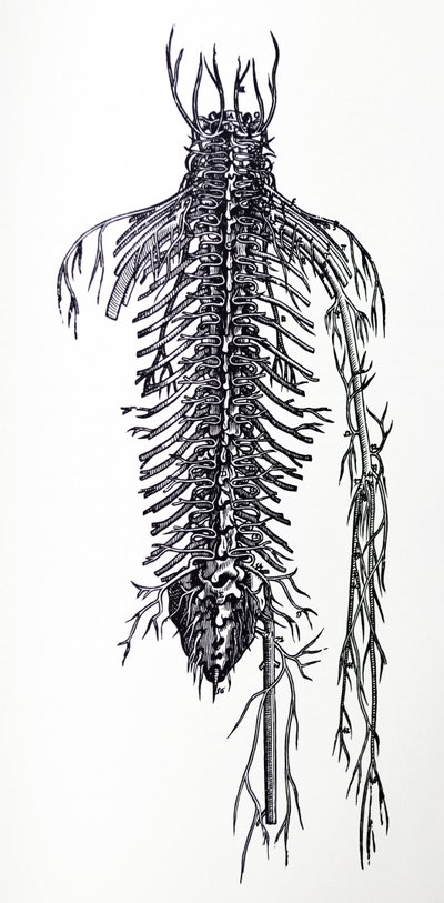 Pladerne fra den fjerde bog af De Humani Corporis Fabrica af Andreas Vesalius