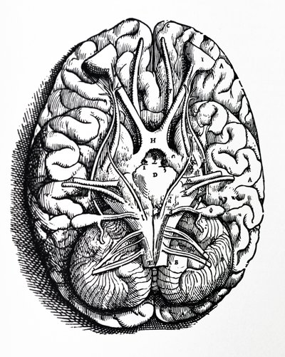 Pladerne fra den fjerde bog af De Humani Corporis Fabrica af Andreas Vesalius