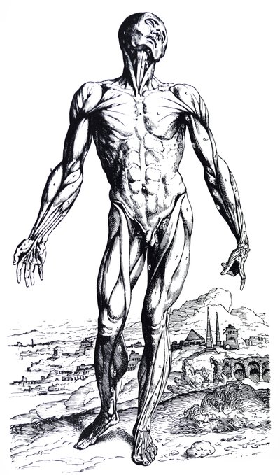 Pladerne fra anden bog i De Humani Corporis Fabrica af Andreas Vesalius