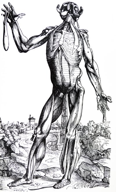 Pladerne fra anden bog af De Humani Corporis Fabrica af Andreas Vesalius
