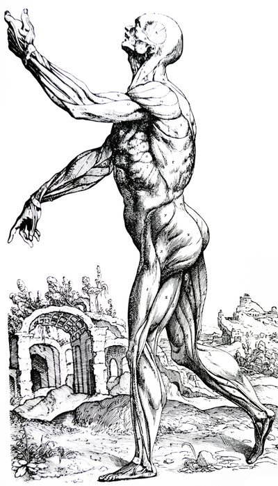 Pladerne fra anden bog af De Humani Corporis Fabrica af Andreas Vesalius