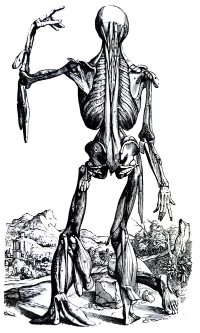 Pladerne fra anden bog i De Humani Corporis Fabrica af Andreas Vesalius