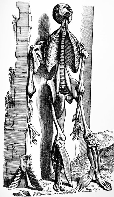 Pladerne fra anden bog af De Humani Corporis Fabrica af Andreas Vesalius