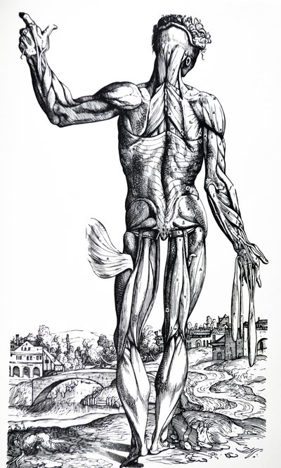 Pladerne fra anden bog af De Humani Corporis Fabrica af Andreas Vesalius