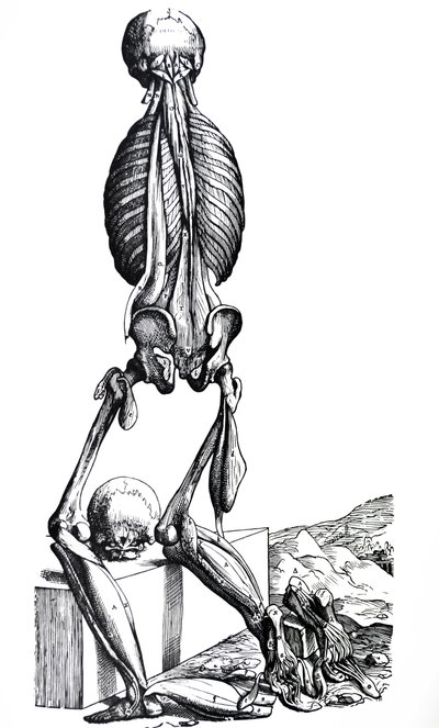 Pladerne fra anden bog af De Humani Corporis Fabrica af Andreas Vesalius