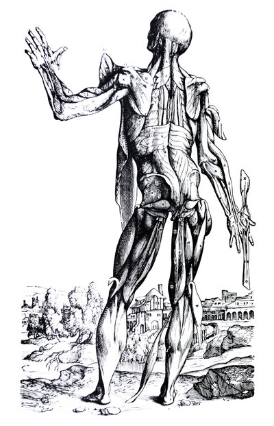 Pladerne fra anden bog af De Humani Corporis Fabrica af Andreas Vesalius