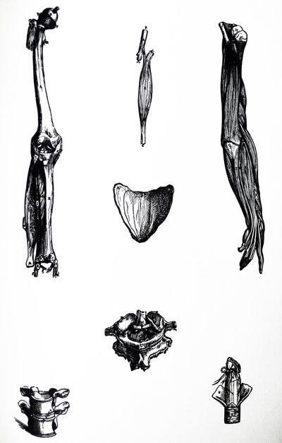 Pladerne fra anden bog af De Humani Corporis Fabrica af Andreas Vesalius