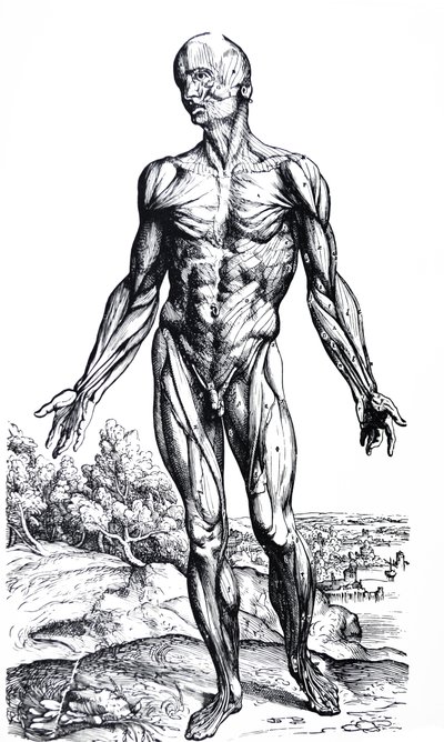 Pladerne fra anden bog af De Humani Corporis Fabrica af Andreas Vesalius
