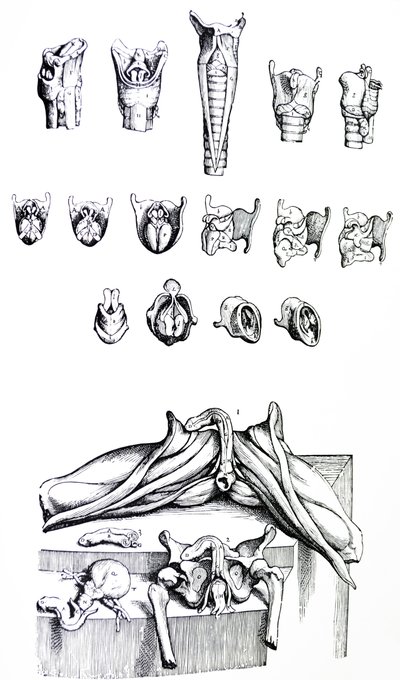 Pladerne fra anden bog af De Humani Corporis Fabrica af Andreas Vesalius