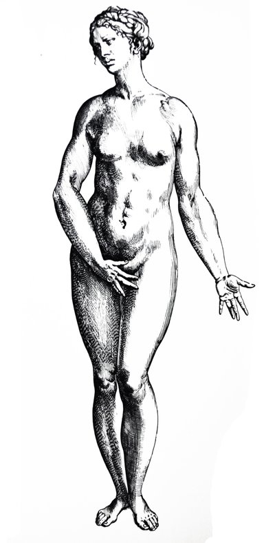 Pladerne fra den syvende bog af De Humani Corporis Fabrica af Andreas Vesalius