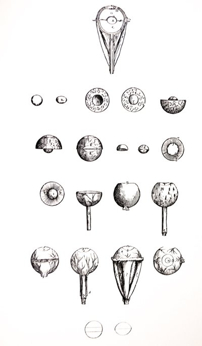 Pladerne fra den syvende bog i De Humani Corporis Fabrica af Andreas Vesalius