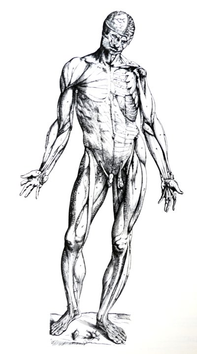 Pladerne fra den syvende bog af De Humani Corporis Fabrica af Andreas Vesalius