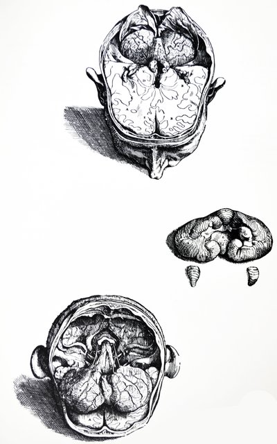 Pladerne fra den syvende bog af De Humani Corporis Fabrica af Andreas Vesalius