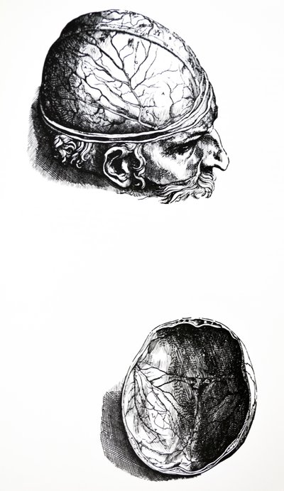 Pladerne fra den syvende bog i De Humani Corporis Fabrica af Andreas Vesalius