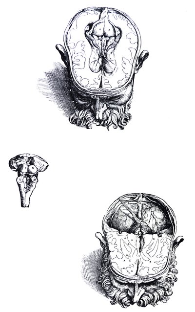 Pladerne fra den syvende bog af De Humani Corporis Fabrica af Andreas Vesalius