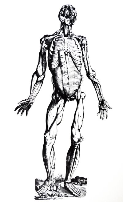 Pladerne fra den syvende bog af De Humani Corporis Fabrica af Andreas Vesalius