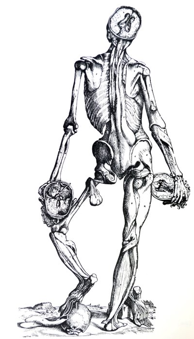 Pladerne fra den syvende bog af De Humani Corporis Fabrica af Andreas Vesalius