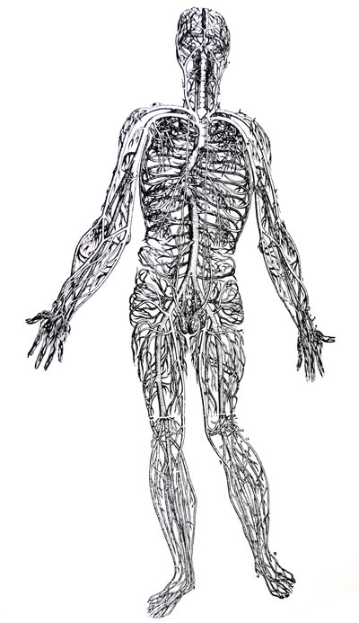 Pladerne fra den tredje bog af De Humani Corporis Fabrica af Andreas Vesalius