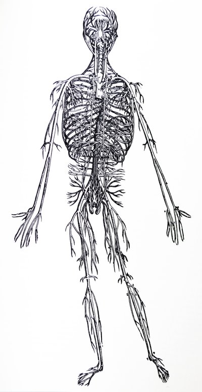 Pladerne fra den tredje bog i De Humani Corporis Fabrica af Andreas Vesalius