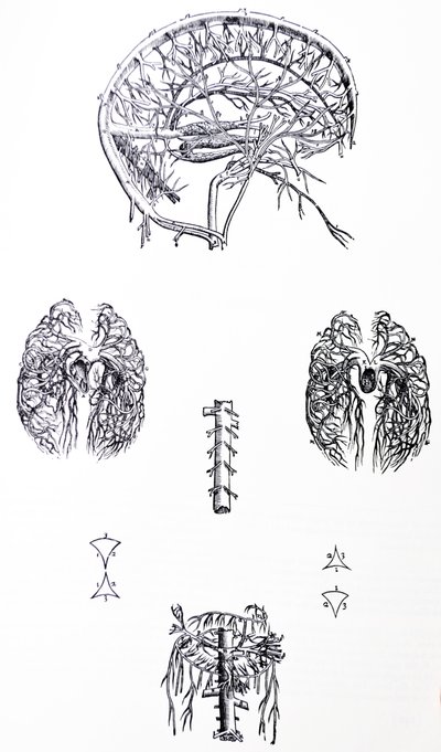 Pladerne fra den tredje bog af De Humani Corporis Fabrica af Andreas Vesalius