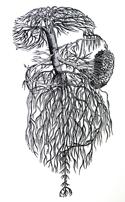Pladerne fra den tredje bog af De Humani Corporis Fabrica af Andreas Vesalius