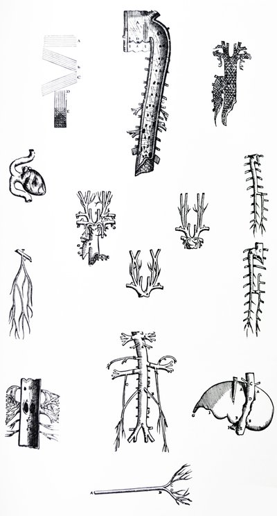 Pladerne fra den tredje bog af De Humani Corporis Fabrica af Andreas Vesalius