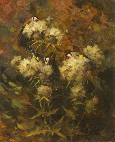 Guldfinke fodring af Andrew Allan