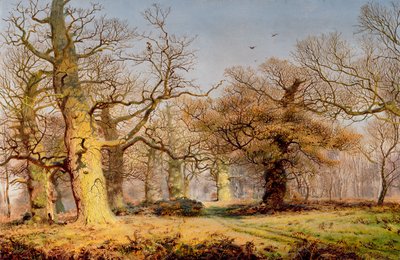 Egetræer i Sherwood Forest af Andrew MacCallum