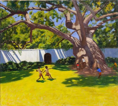 GAMMELT CAMPOR TRÆ,VERGELEGEN ESTATE,SYDAFRIKA af Andrew Macara