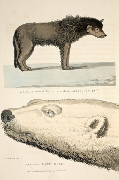 A Sledge Dog of the Arctic Highlander and the Head of a White Bear, illustration fra 