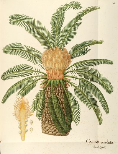 Sagopalme (Cycas revoluta Thunb), Cycadaceae af Angela Rossi Bottione, akvarel af Angela Rossi Bottione