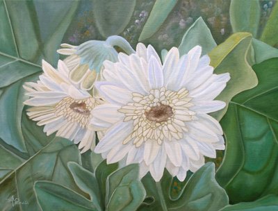 Friske hvide gerberablomster af Angeles M. Pomata