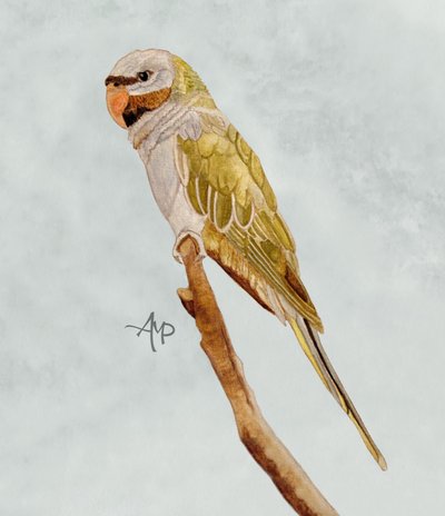  af Angeles M. Pomata