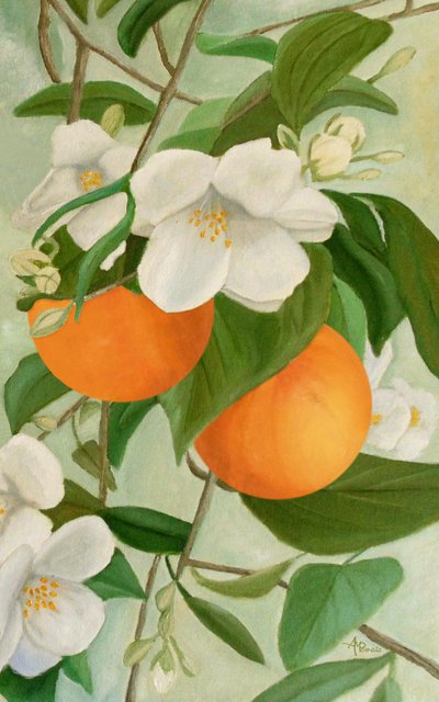 En gren med appelsinblomster af Angeles M. Pomata